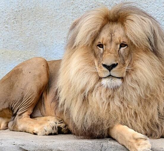 河畔乌斯季动物园的明星狮子leon,它出名是因为蓬松的鬃毛和中分发型